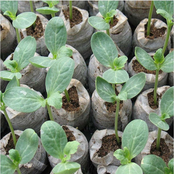 1-100pcs 3cm*1cm Peat Pellets Seedling Soil Block Starting Plugs Seed Starter AU