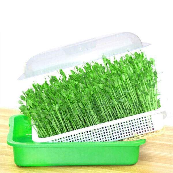 Seed Sprouter Tray with Lid BPA Free Bean Sprout Grower Sprouting Seeds Tray AU