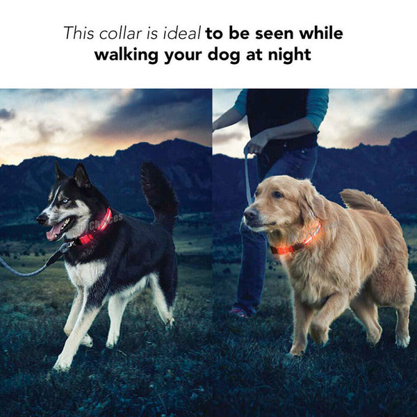 LED Night Safety Dog Collar Nylon Pet Puppy Glow Flashing Light Leash Set USB AU