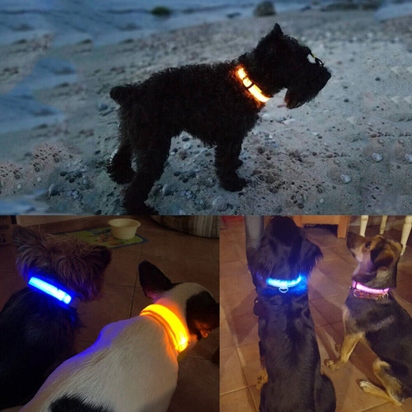 LED Night Safety Dog Collar Nylon Pet Puppy Glow Flashing Light Leash Set USB AU