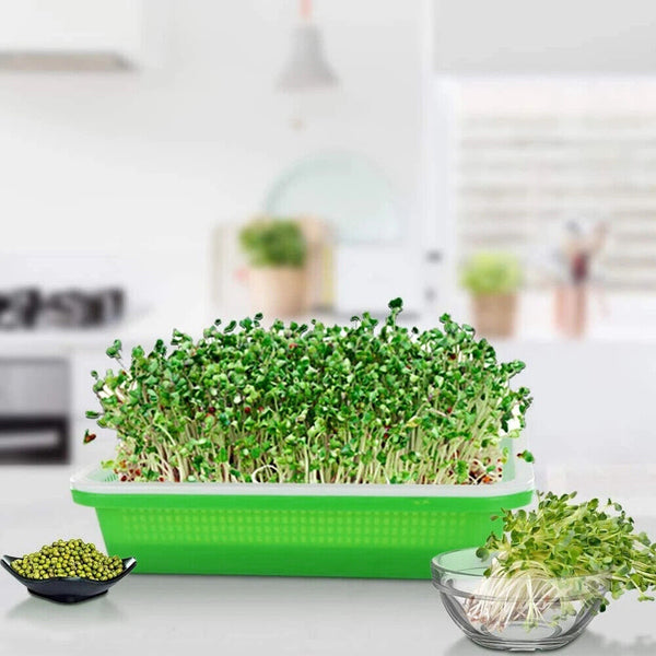 Seed Sprouter Tray with Lid BPA Free Bean Sprout Grower Sprouting Seeds Tray AU