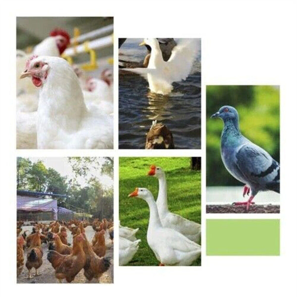 Automatic Chicken Bird Chook Feeder Poultry Feeder Poultry Drinker Bird Waterer