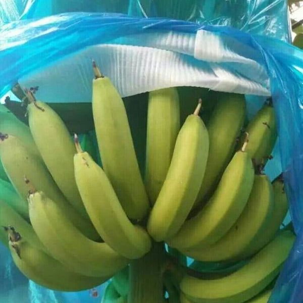 5pcs Banana Bunch Bags Cover Plant Fruit Protection Ripening Anti-freezing Bag