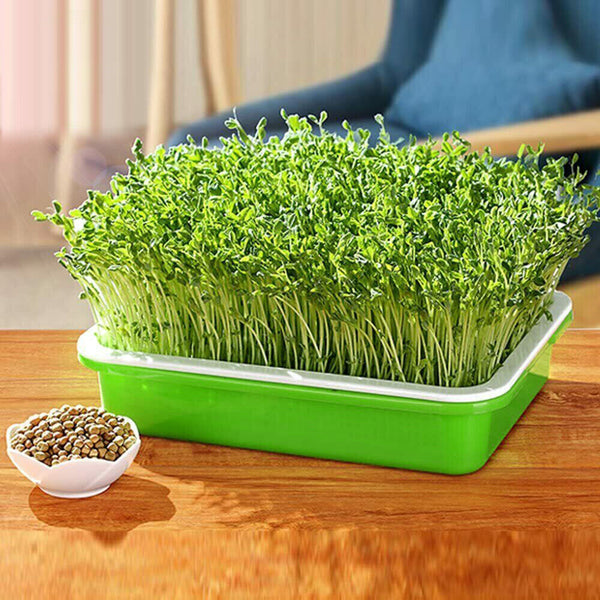 Seed Sprouter Tray with Lid BPA Free Bean Sprout Grower Sprouting Seeds Tray AU