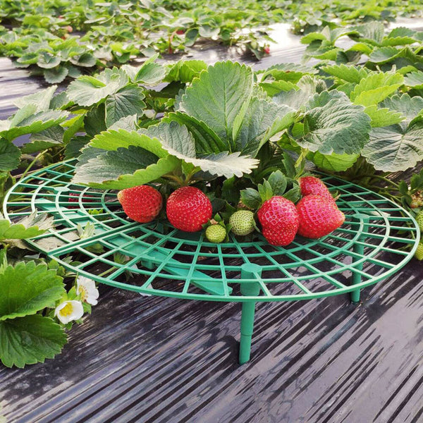 1-50PCS Strawberry Stand Frame Holder Balcony Planting Rack Fruit Support Stand