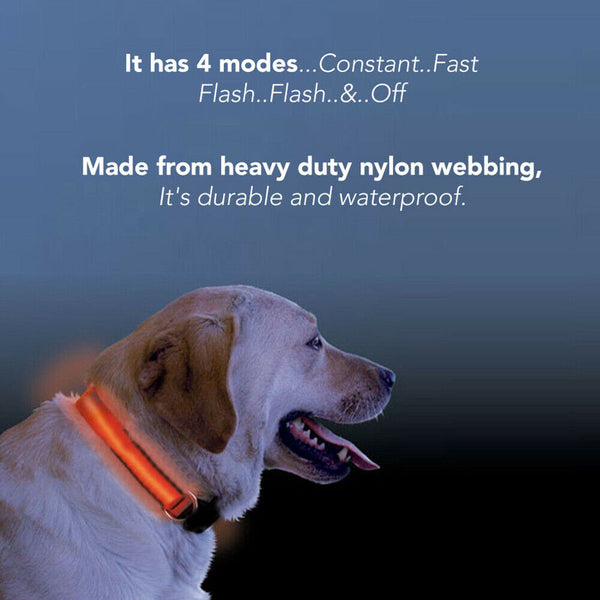 LED Night Safety Dog Collar Nylon Pet Puppy Glow Flashing Light Leash Set USB AU