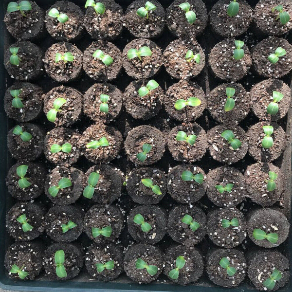 1-100pcs 3cm*1cm Peat Pellets Seedling Soil Block Starting Plugs Seed Starter AU