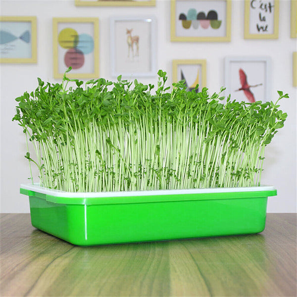 Seed Sprouter Tray with Lid BPA Free Bean Sprout Grower Sprouting Seeds Tray AU