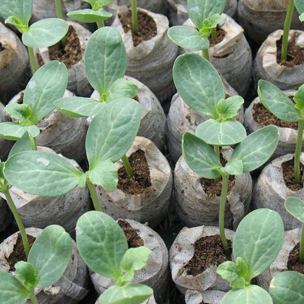 1-100pcs 3cm*1cm Peat Pellets Seedling Soil Block Starting Plugs Seed Starter AU