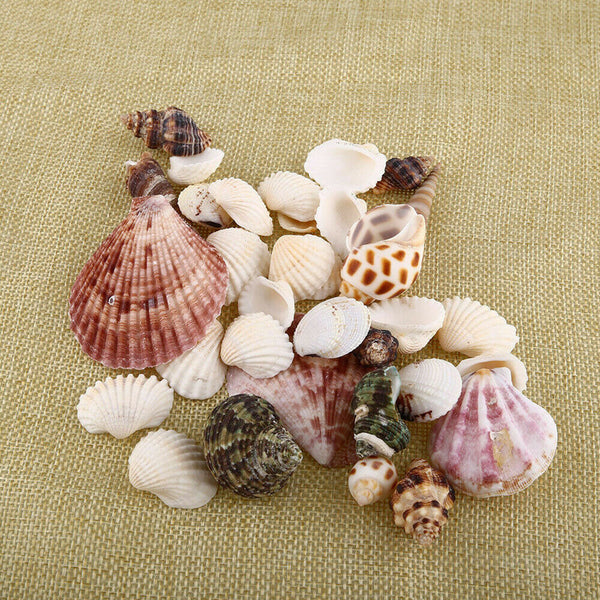 100g Beach Mixed SeaShells Mix Sea Shells Shell Craft SeaShells Aquarium