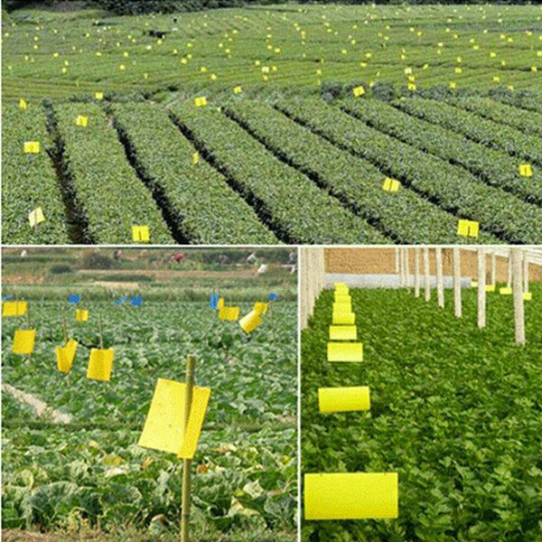 Up 100x Yellow Sticky Glue paper Insect Trap Catcher Killer Fly Aphids Wasp Lot