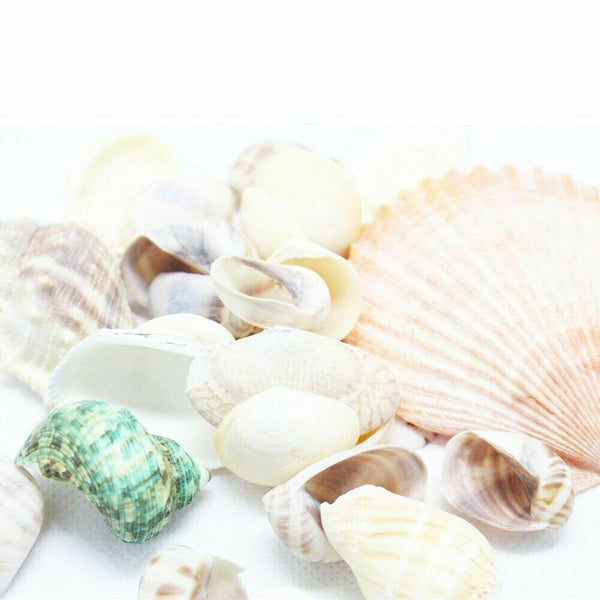 100g Beach Mixed SeaShells Mix Sea Shells Shell Craft SeaShells Aquarium