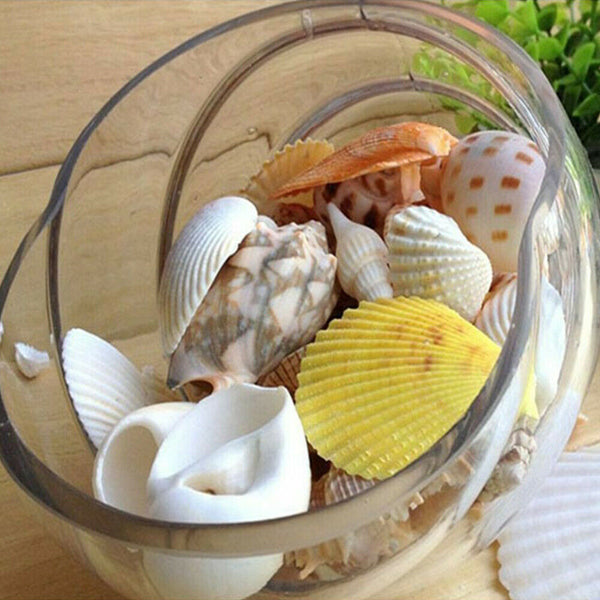 100g Beach Mixed SeaShells Mix Sea Shells Shell Craft SeaShells Aquarium