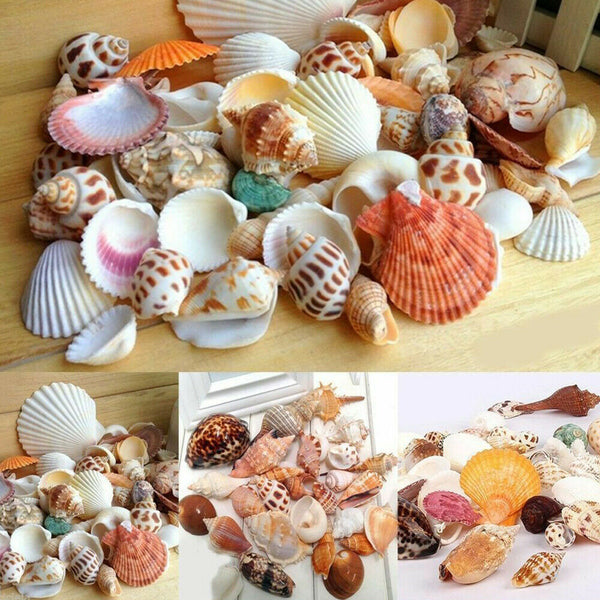 100g Beach Mixed SeaShells Mix Sea Shells Shell Craft SeaShells Aquarium