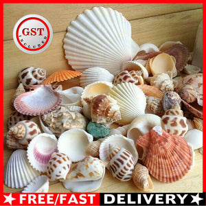 100g Beach Mixed SeaShells Mix Sea Shells Shell Craft SeaShells Aquarium