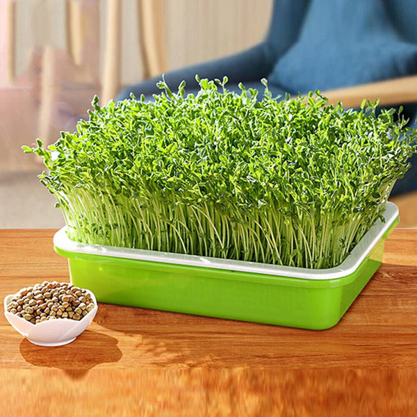 Sprout seedling tray tray bean sprouts planting tray hydroponic germination pot