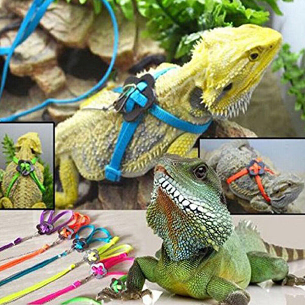 Adjustable Pet Parrot Bird Harness Lead Leash Flying Training Rope Cockatiel HOT