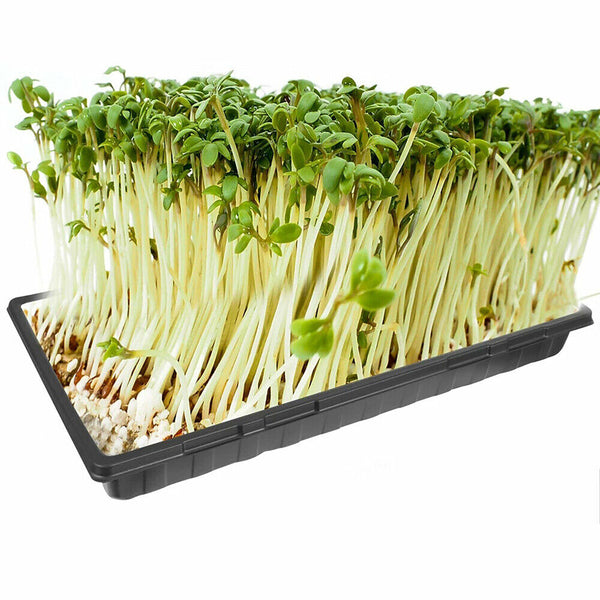 UP50x Garden Black Plastic Rectangle Plant Seedling Propagation Seeding Tray